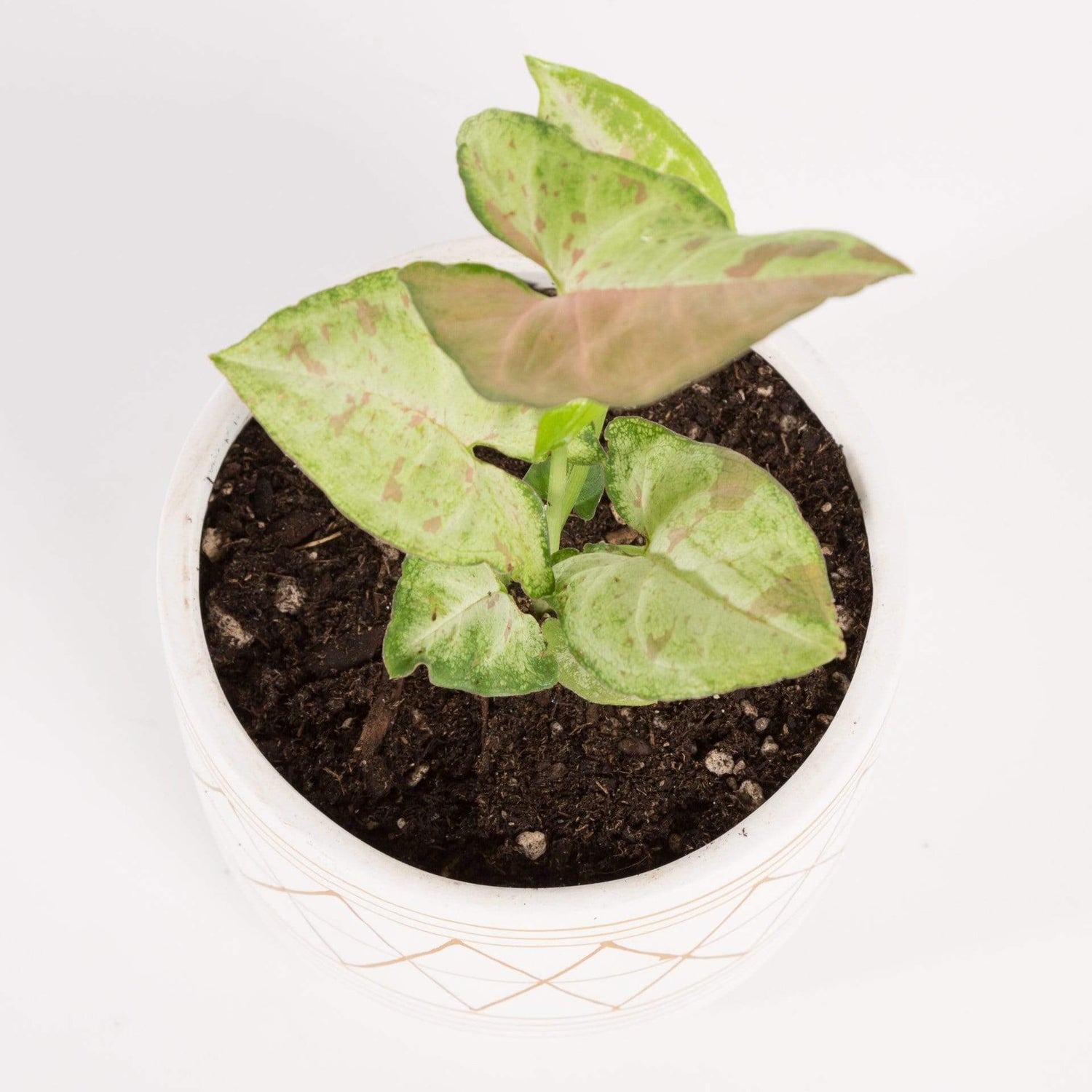 Urban Sprouts Plant 4" in nursery pot Arrowhead Vine 'Confetti'