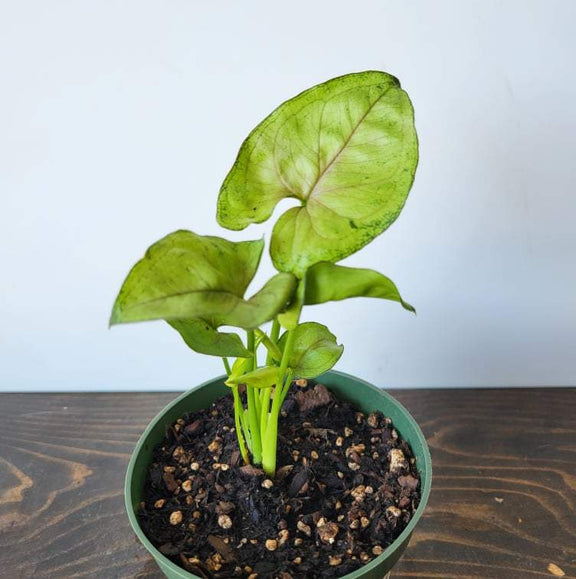 Urban Sprouts Plant 4" in nursery pot Arrowhead Vine 'Cream Illusion'