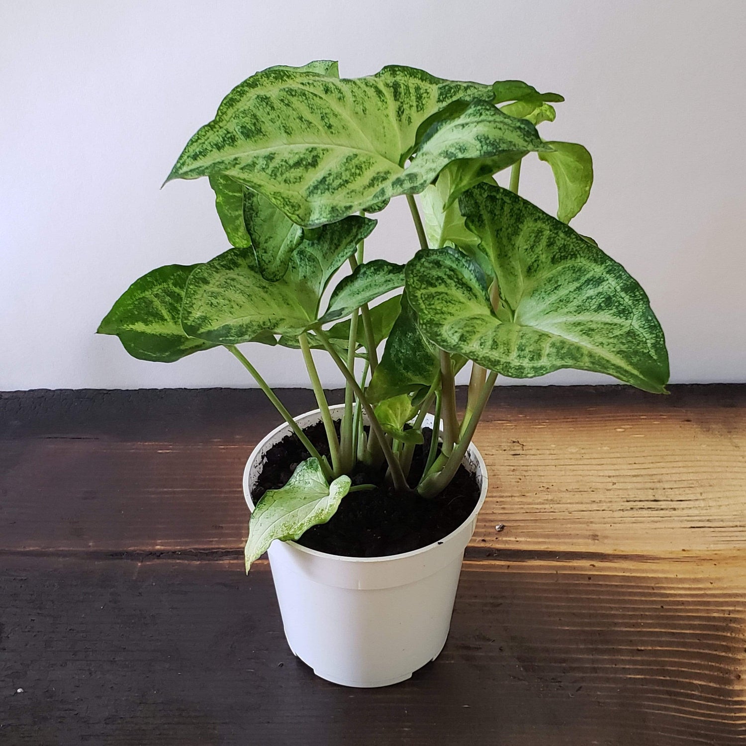 Urban Sprouts Plant 4" in nursery pot Arrowhead Vine 'White Butterfly'