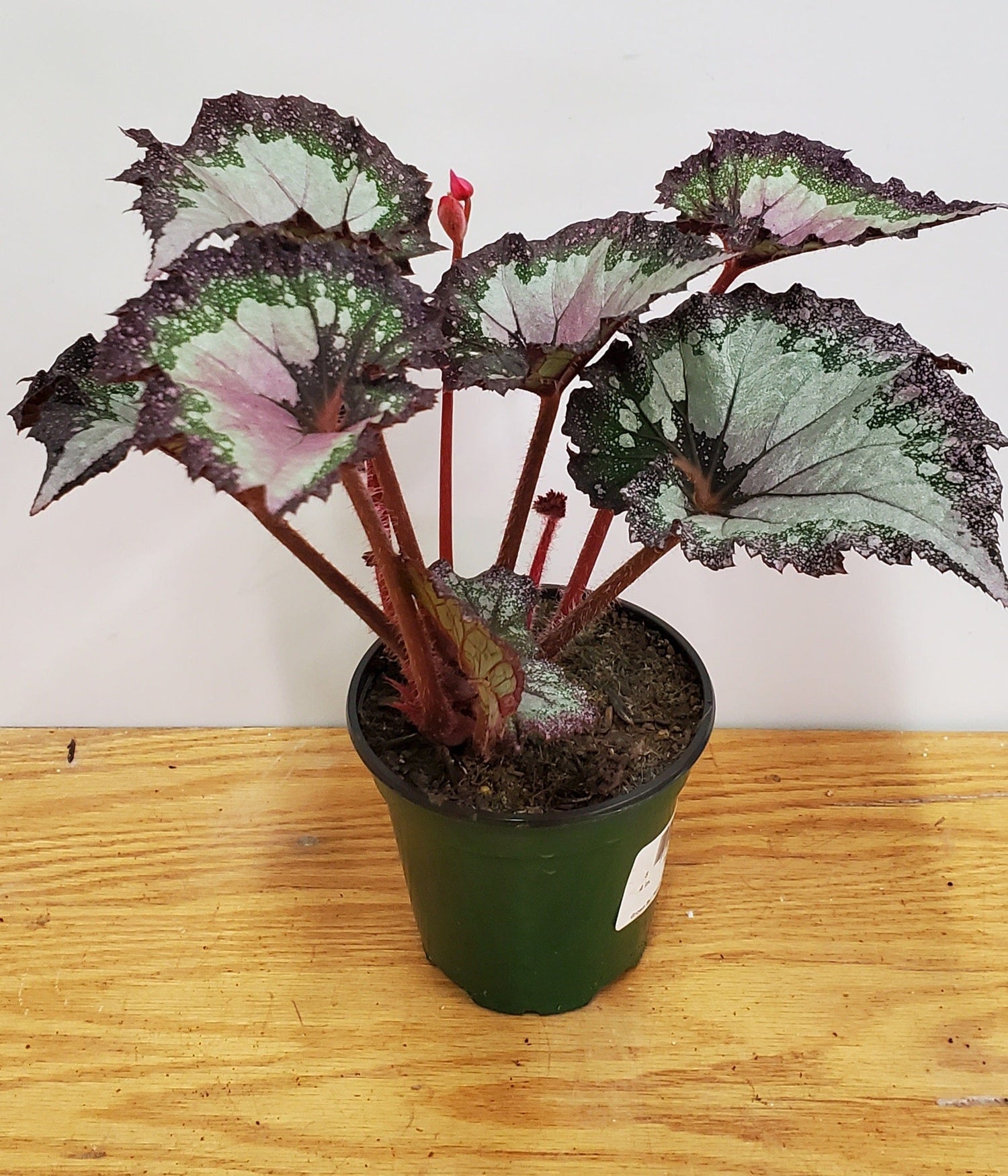 Urban Sprouts Plant 4" in nursery pot Begonia 'Festive Paisley Silver'
