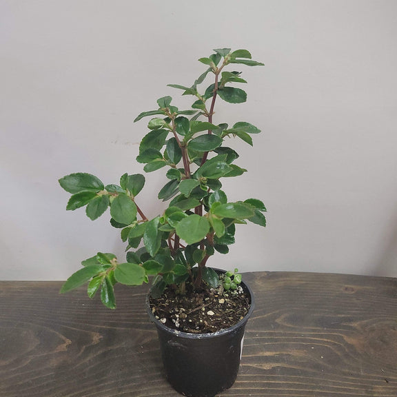 Urban Sprouts Plant 4" in nursery pot Begonia 'Fuchsia'