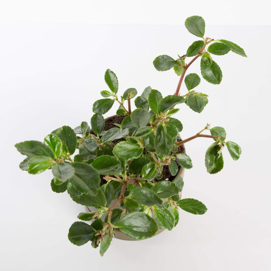 Urban Sprouts Plant 4" in nursery pot Begonia 'Fuchsia'