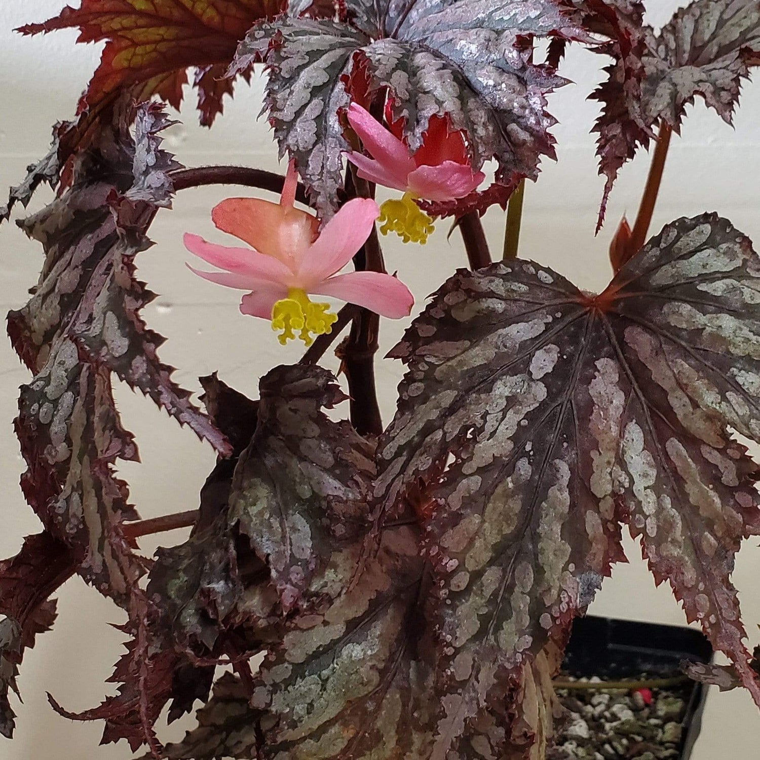 Begonia 'Garden Angel - Blush' - Urban Sprouts