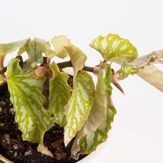 Urban Sprouts Plant 4" in nursery pot Begonia ‘Ice Capades’