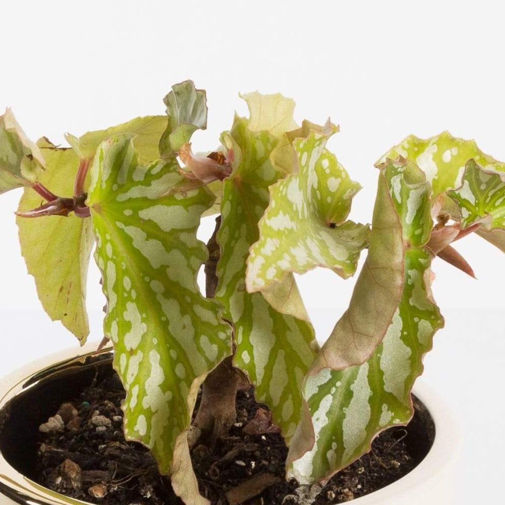 Urban Sprouts Plant 4" in nursery pot Begonia ‘Ice Capades’