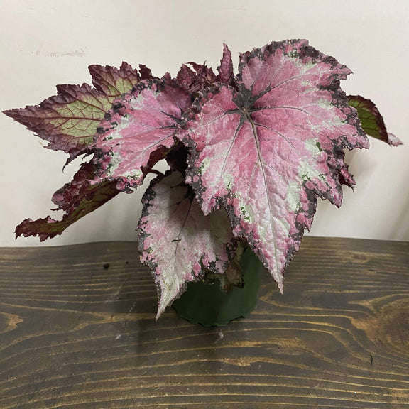 Begonia 'Jean' - Urban Sprouts