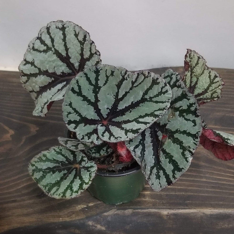 Begonia Rex 'Fedor' - Urban Sprouts