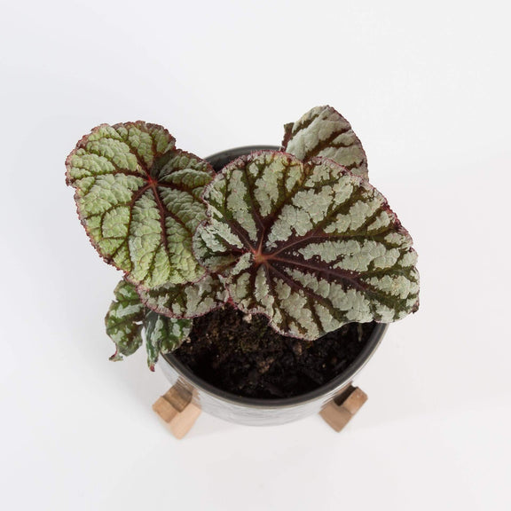 Urban Sprouts Plant 4" in nursery pot Begonia Rex 'Fedor'