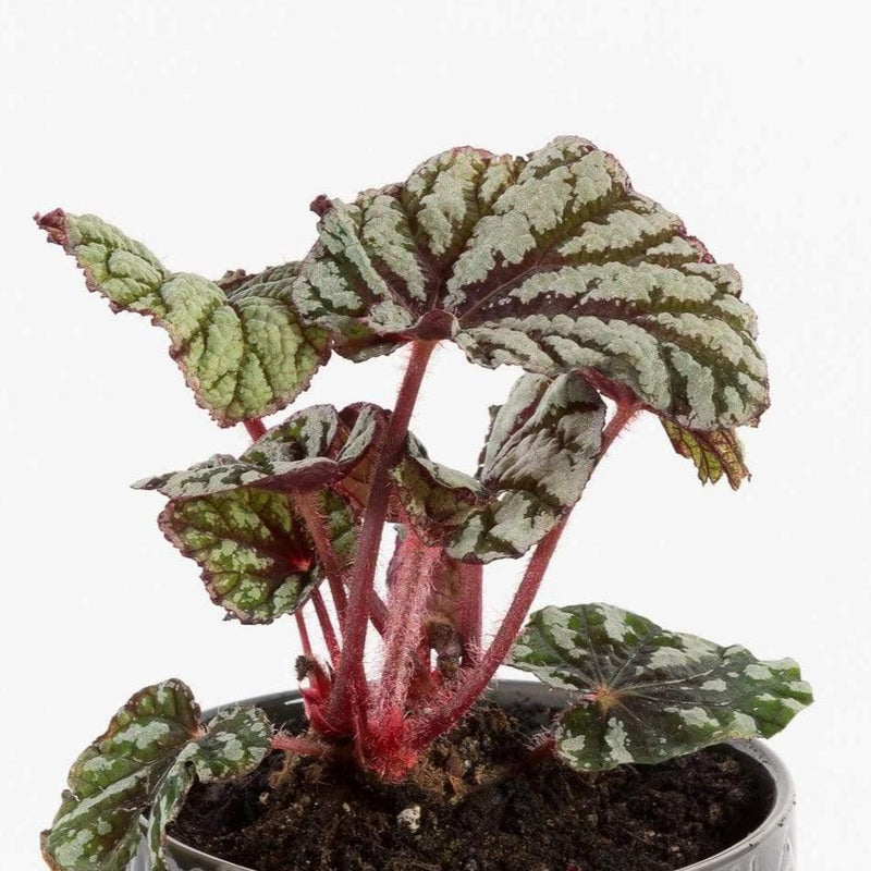Urban Sprouts Plant 4" in nursery pot Begonia Rex 'Fedor'