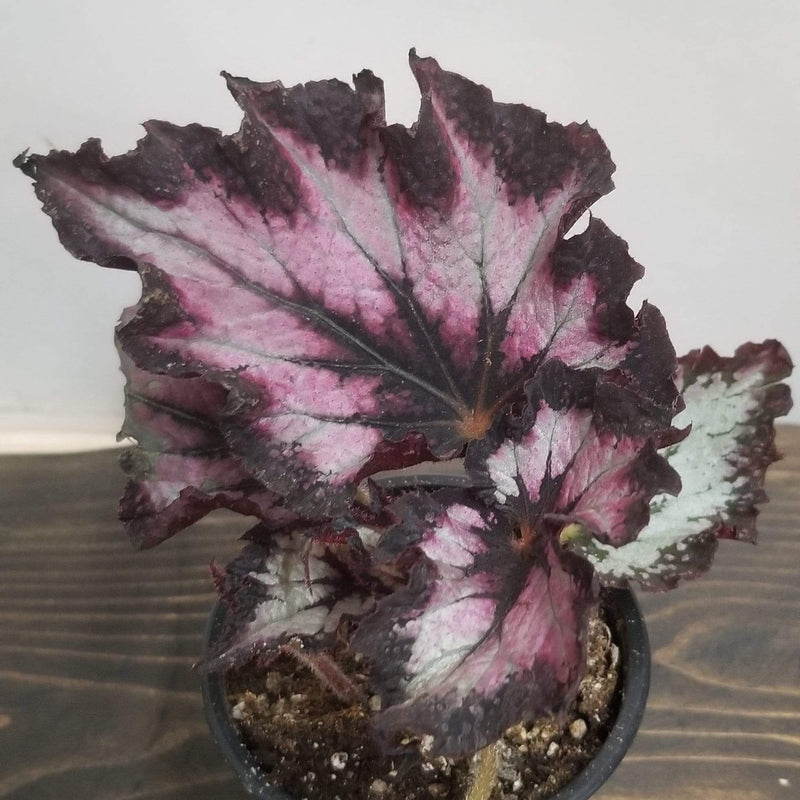 Begonia Rex 'Harmony’s Dance of dragons' - Urban Sprouts