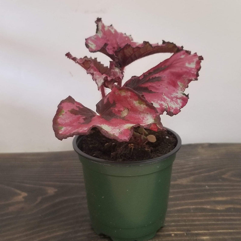 Begonia Rex 'Kotobuki' - Urban Sprouts
