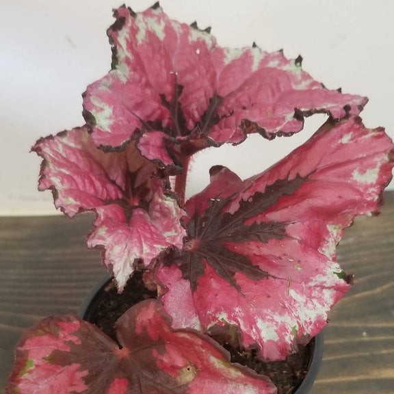 Begonia Rex 'Kotobuki' - Urban Sprouts