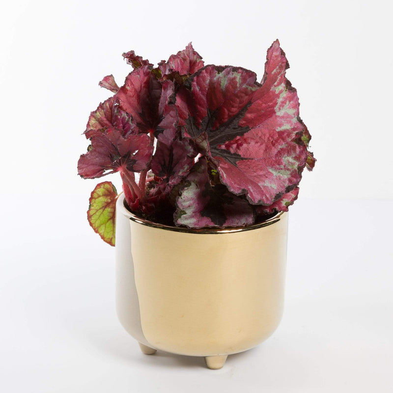 Urban Sprouts Plant 4" in nursery pot Begonia Rex 'Kotobuki'