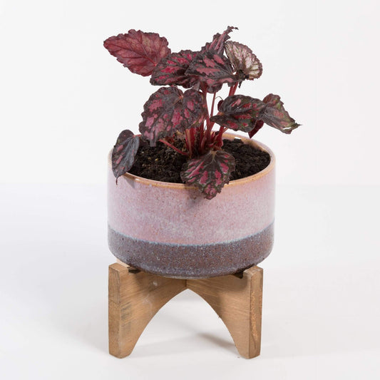 Urban Sprouts Plant 4" in nursery pot Begonia Rex 'Red Kiss'