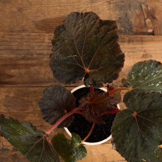 Begonia 'Taconite' - Urban Sprouts