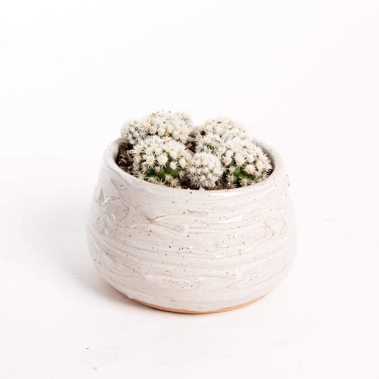 Urban Sprouts Plant 4" in nursery pot Cactus 'Arizona Snowcap'