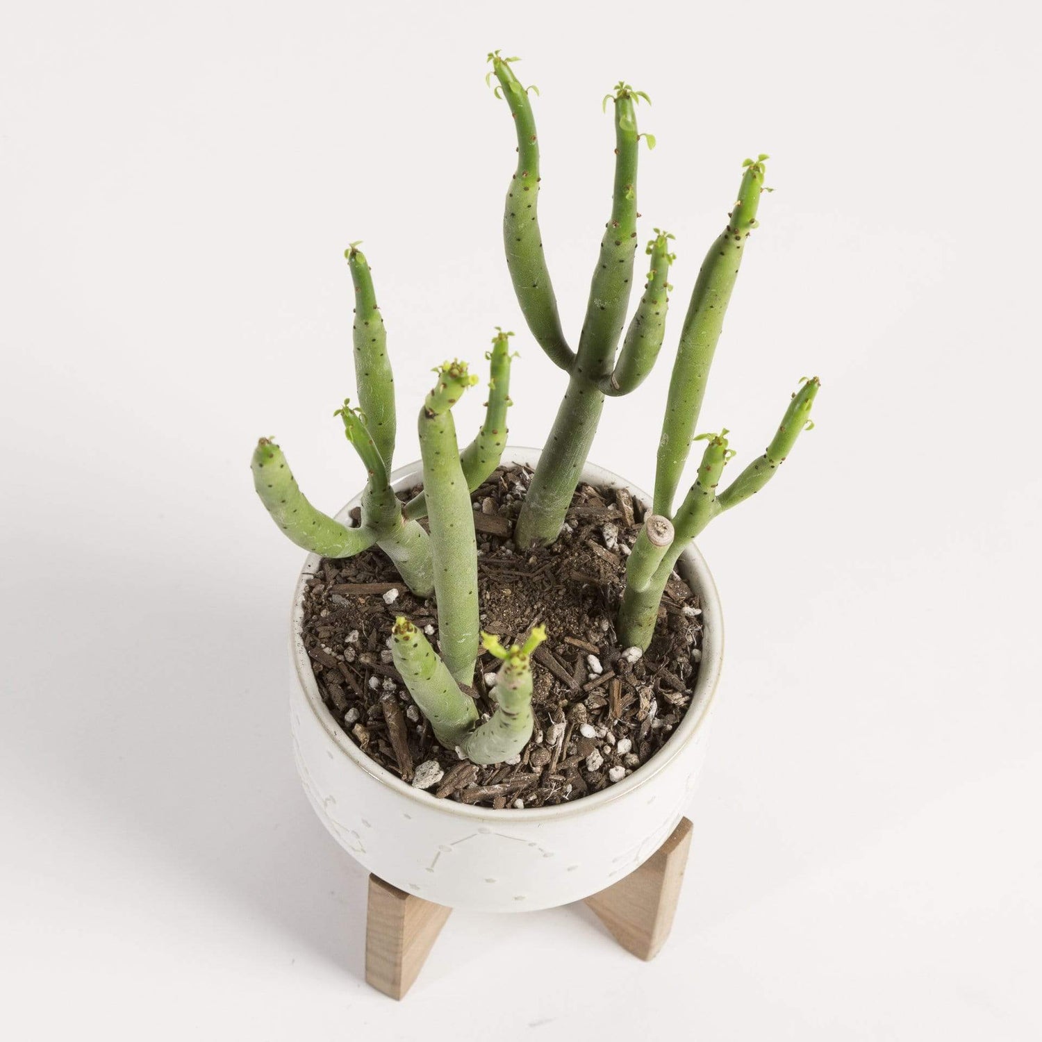 Cactus 'Cat Tails' - Urban Sprouts
