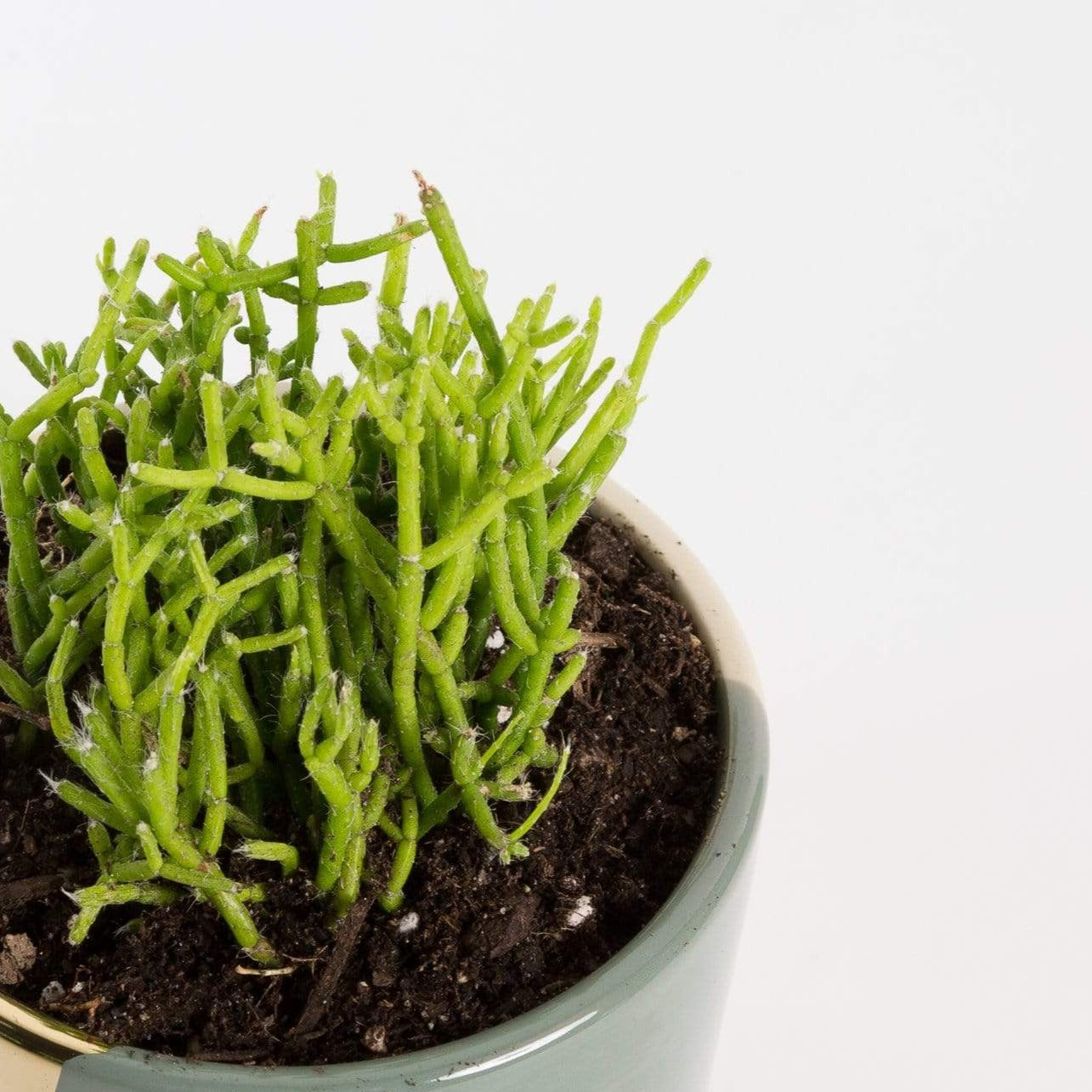 Urban Sprouts Plant 4" in nursery pot Cactus 'Dancing Bones'