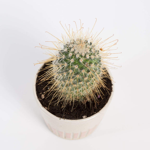 Urban Sprouts Plant 4" in nursery pot Cactus 'Fish Hook Sp'