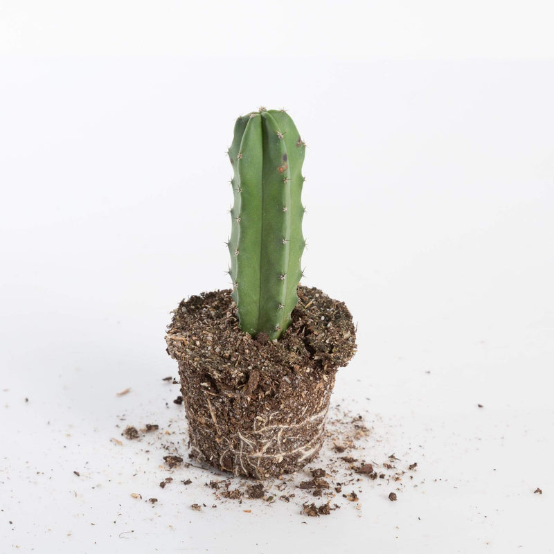 Urban Sprouts Plant 4" in nursery pot Cactus 'Globular'