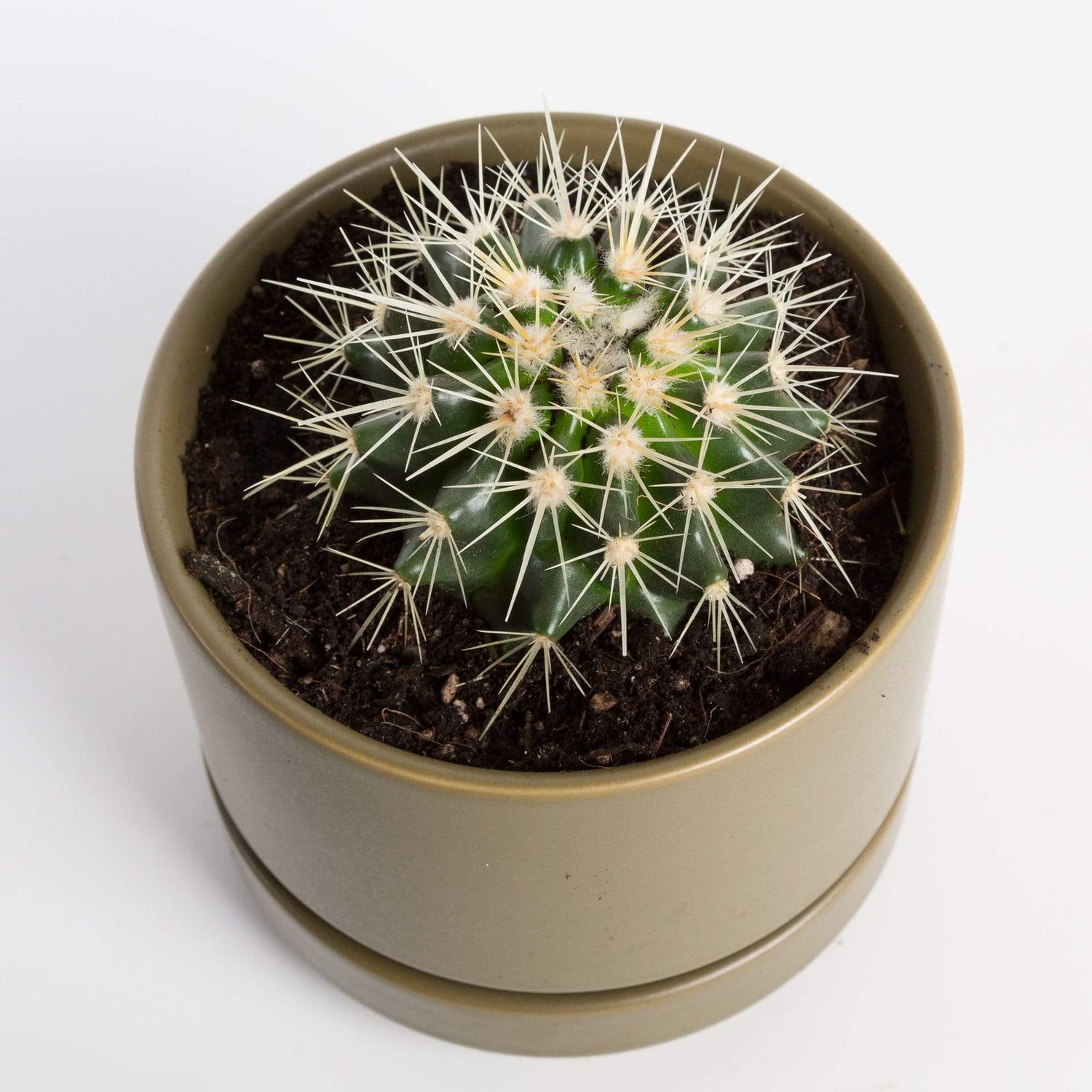 Urban Sprouts Plant 4" in nursery pot Cactus 'Golden Barrel'