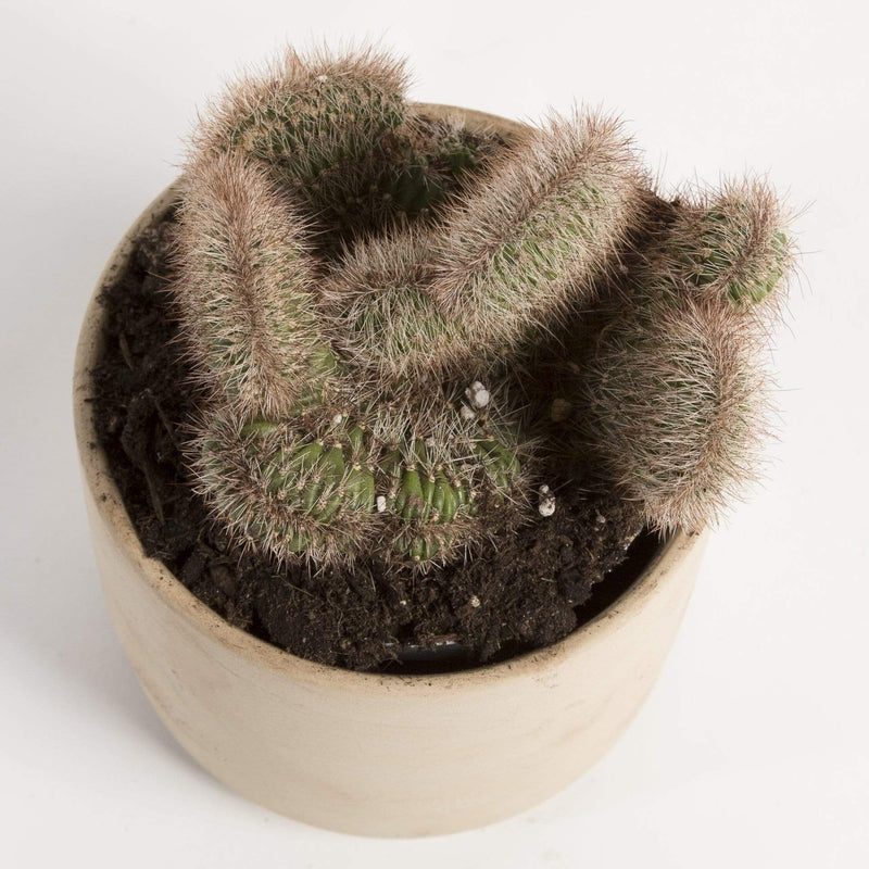 Cactus 'Hollianus - Cristata' - Urban Sprouts