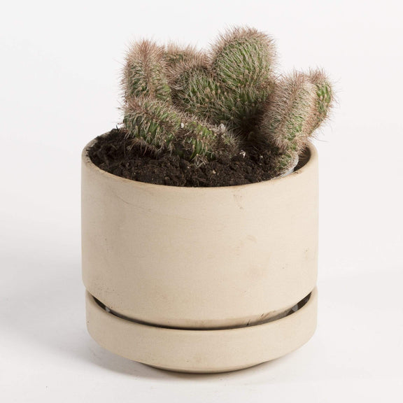 Cactus 'Hollianus - Cristata' - Urban Sprouts