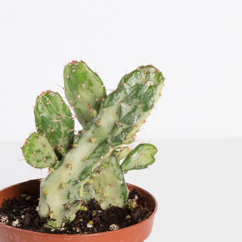 Urban Sprouts Plant 4" in nursery pot Cactus 'Joseph's Coat - Variegated'