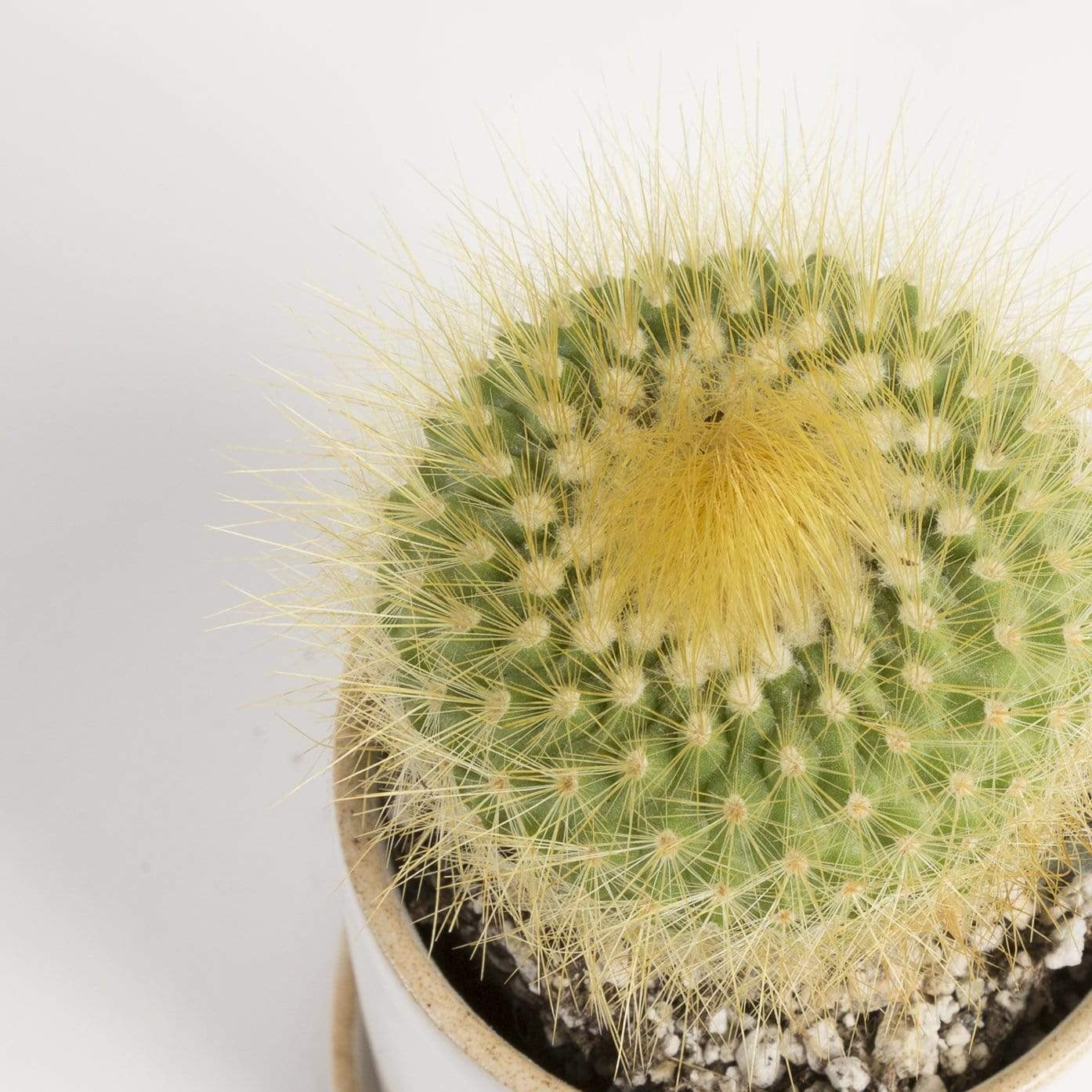 Cactus 'Lemon Ball' - Urban Sprouts