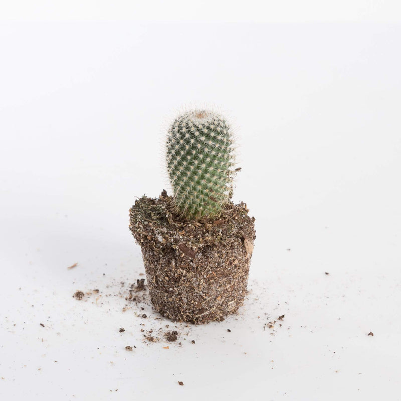 Urban Sprouts Plant 4" in nursery pot Cactus 'Mammillaria - Elegans'