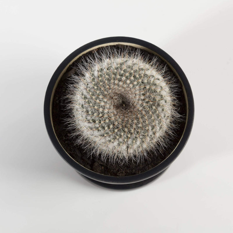 Cactus 'Owl Eye' - Urban Sprouts