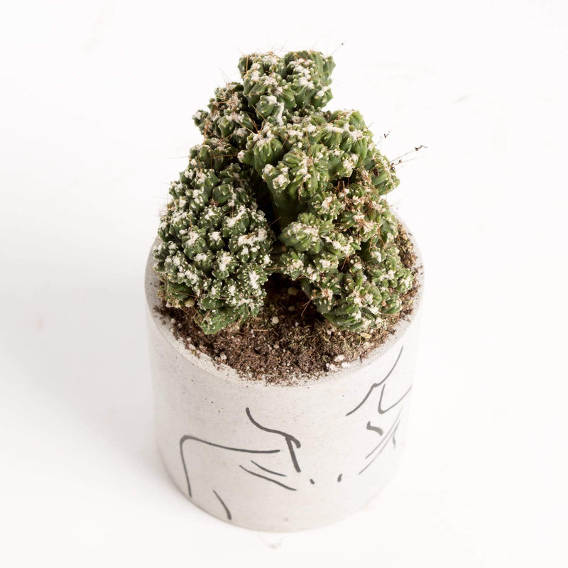 Urban Sprouts Plant 4" in nursery pot Cactus 'Peruvian Apple - Mini'