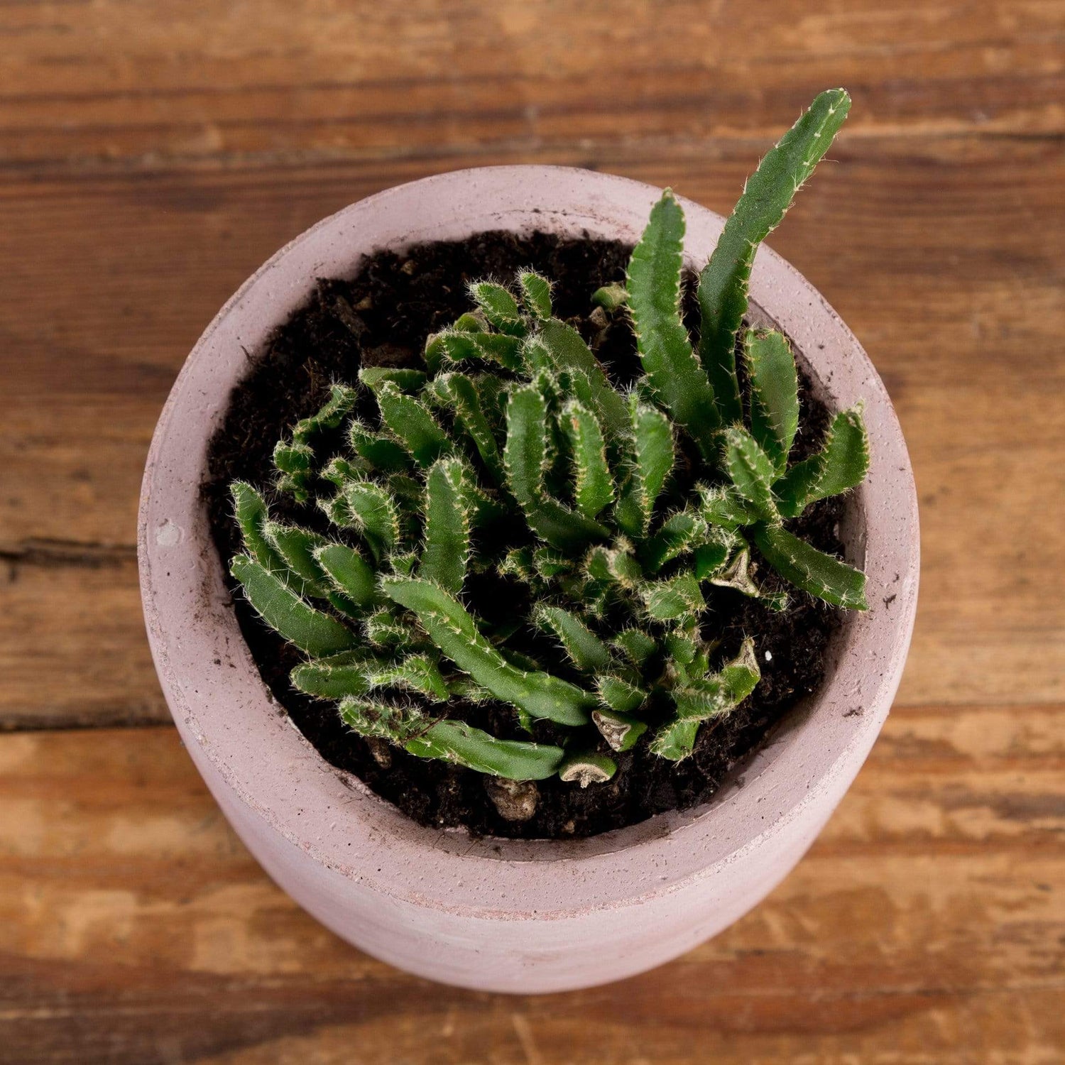 Cactus 'Pfeiffera Monacantha - Mini' - Urban Sprouts