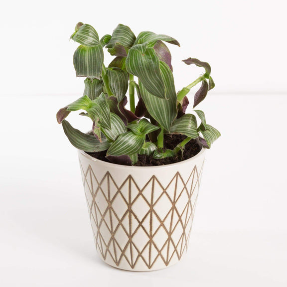 Urban Sprouts Plant 4" in nursery pot Callisia 'Striped Inch Plant'