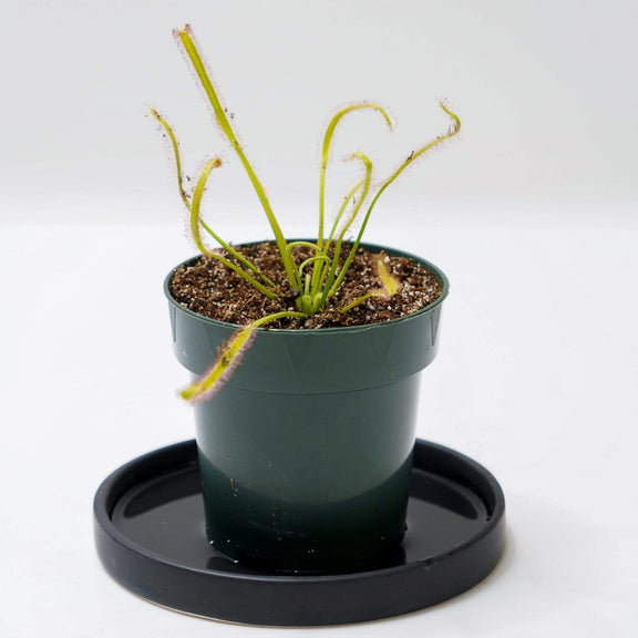 Urban Sprouts Plant 4" in nursery pot Carnivorous 'Cape Sundew - White'