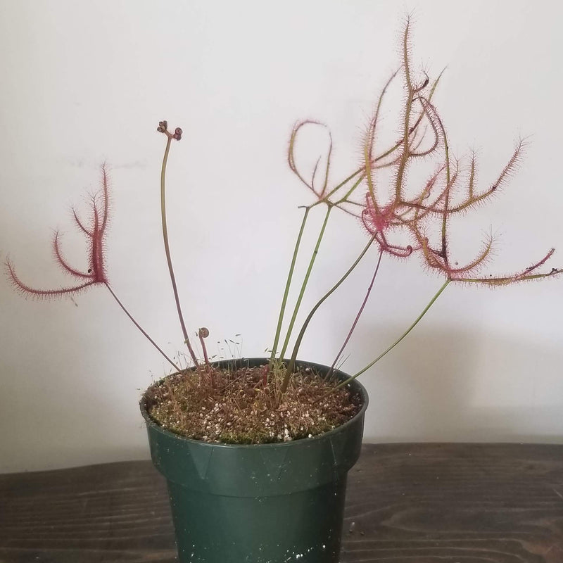 Urban Sprouts Plant 4" in nursery pot Carnivorous 'Fork-leaved Sundew - Dichotoma'