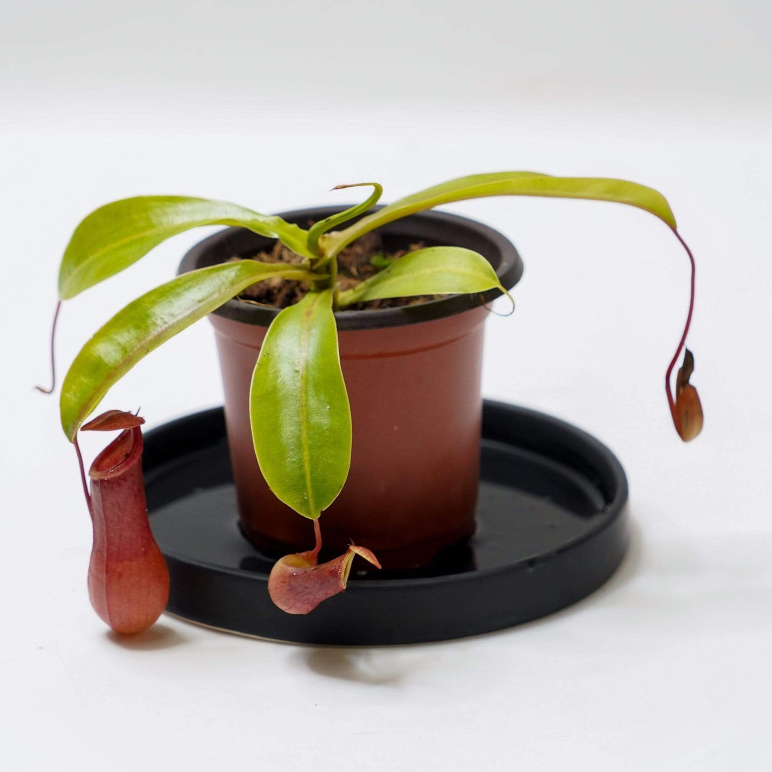 Urban Sprouts Plant 4" in nursery pot Carnivorous 'Monkey Pitcher'