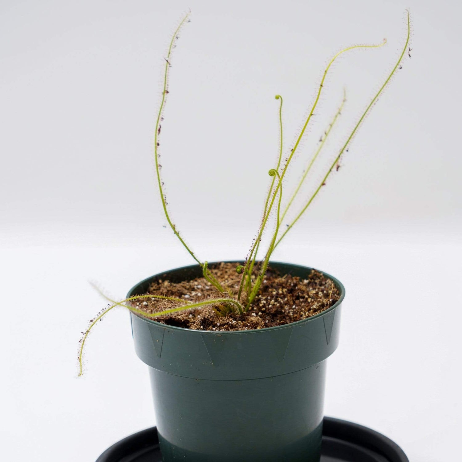 Urban Sprouts Plant 4" in nursery pot Carnivorous Sundew ‘Portland Sunrise’