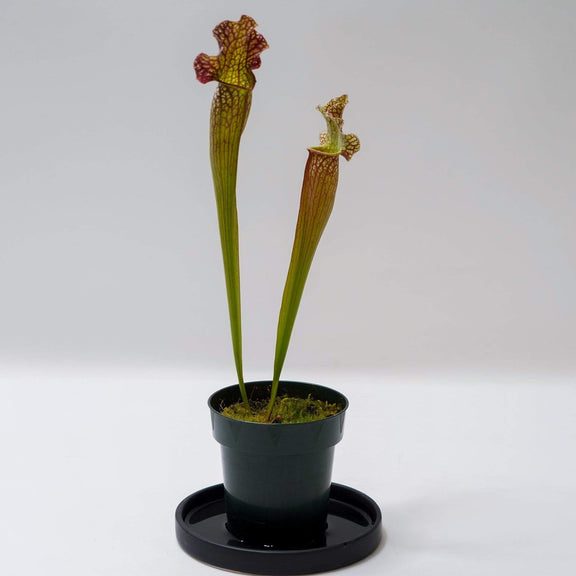Urban Sprouts Plant 4" in nursery pot Carnivorous 'Trumpet Pitchers'