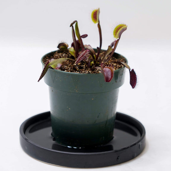Urban Sprouts Plant 4" in nursery pot Carnivorous 'Venus Flytrap - Akai Ryu'