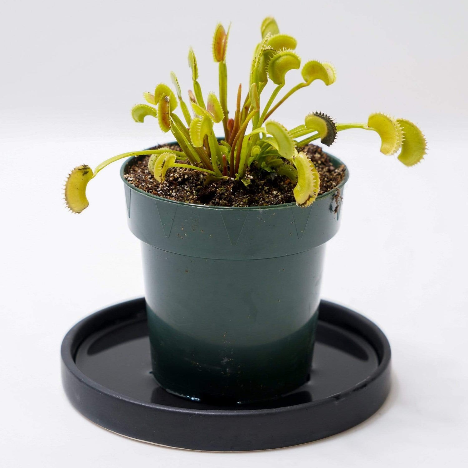 Urban Sprouts Plant 4" in nursery pot Carnivorous 'Venus Flytrap - Dente'