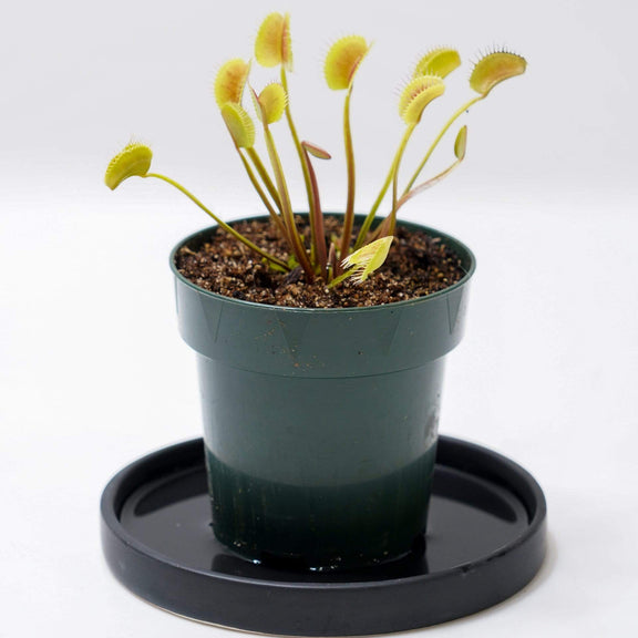 Urban Sprouts Plant 4" in nursery pot Carnivorous 'Venus Flytrap - King Henry'