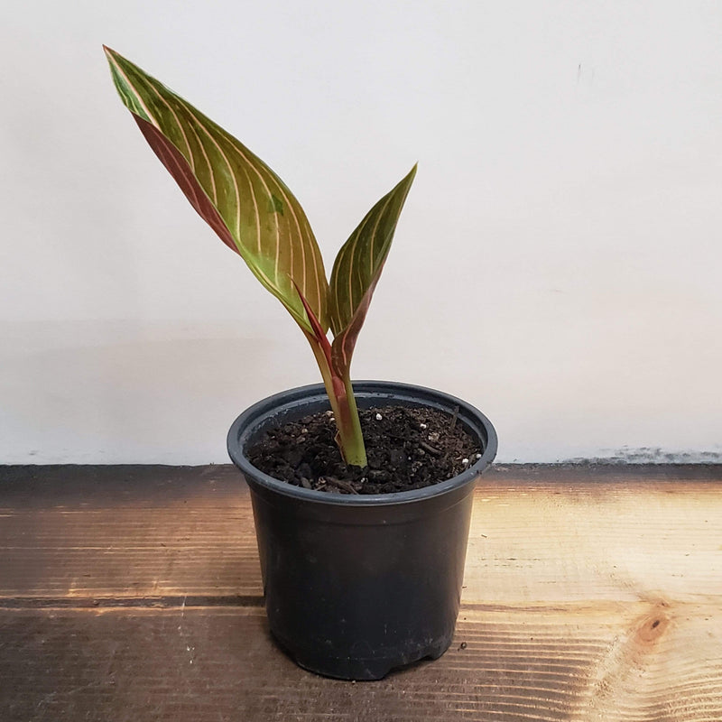 Chinese Evergreen 'Chocolate' - Urban Sprouts