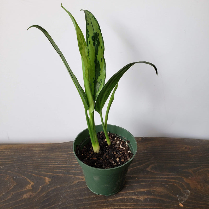 Urban Sprouts Plant 4" in nursery pot Chinese Evergreen 'Cutlass'