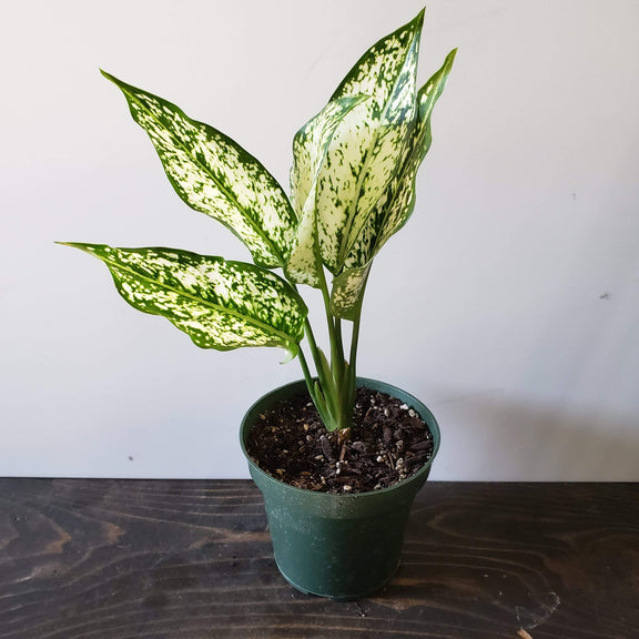 Urban Sprouts Plant 4" in nursery pot Chinese Evergreen 'First Diamond'