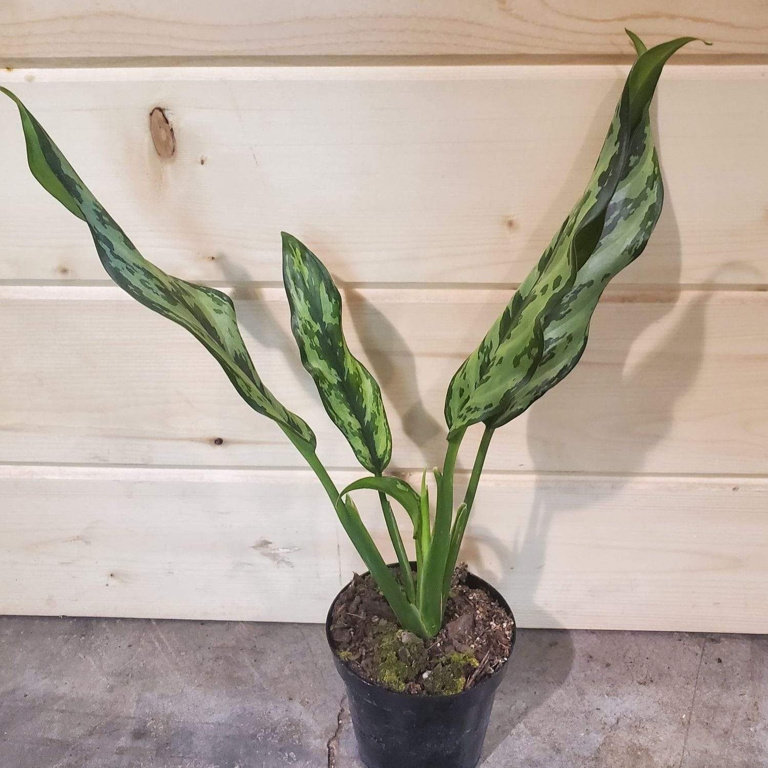 Urban Sprouts Plant 4" in nursery pot Chinese Evergreen 'Juliette'