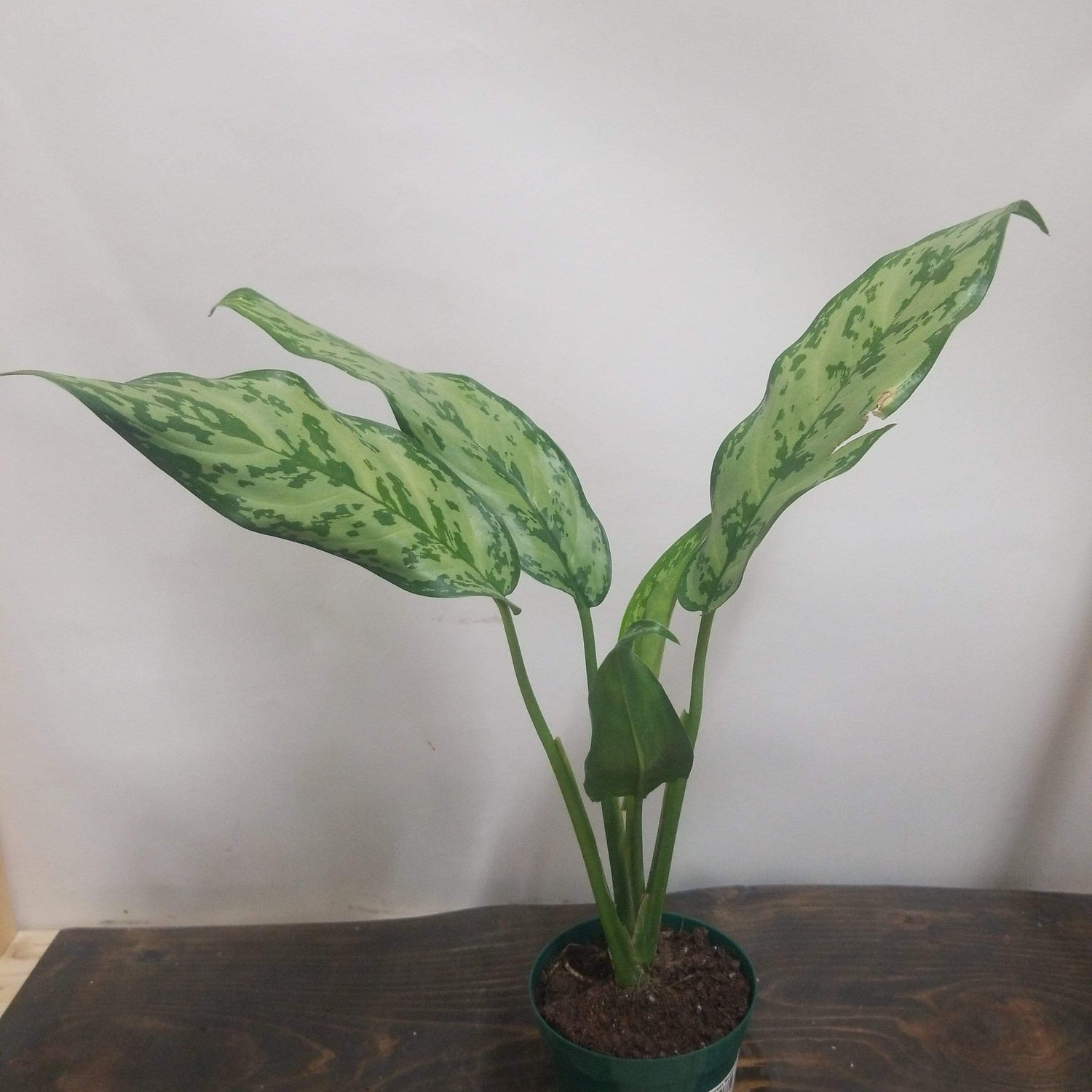Urban Sprouts Plant 4" in nursery pot Chinese Evergreen 'Romeo'