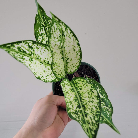 Urban Sprouts Plant 4" in nursery pot Chinese Evergreen 'White Dalmatian'