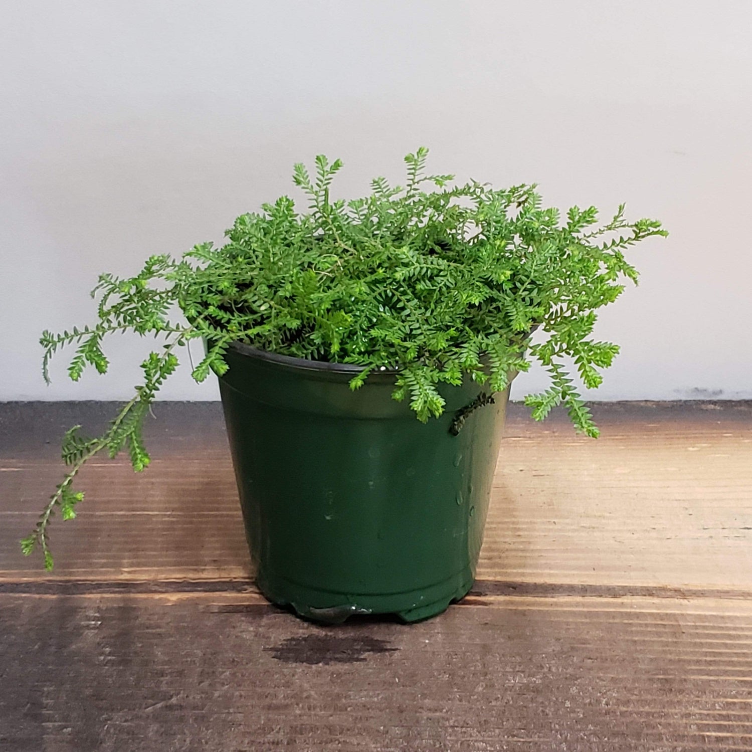Urban Sprouts Plant 4" in nursery pot Club Moss 'Emerald Green'