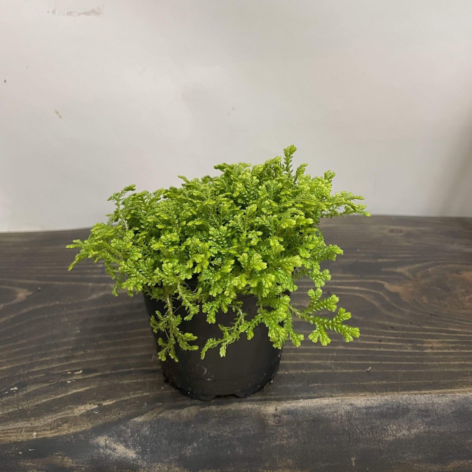Club Moss 'Golden' - Urban Sprouts